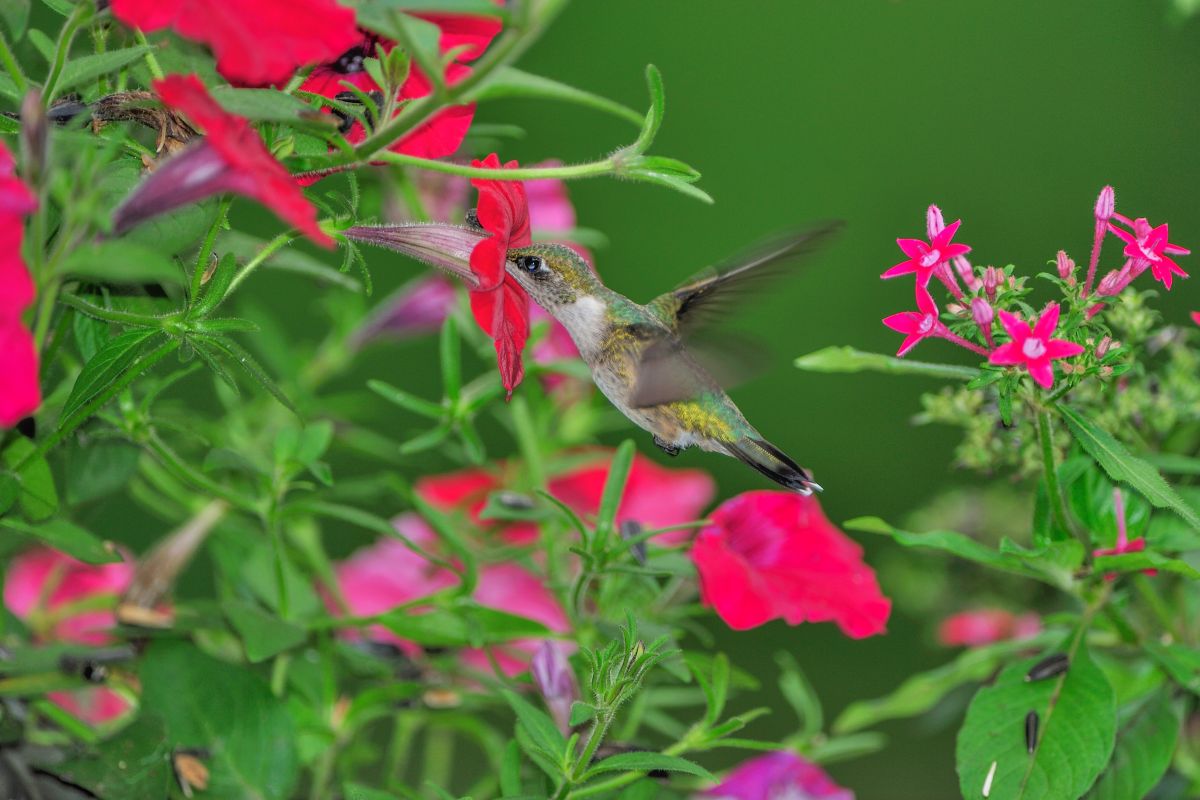 hummingbird has nose in flower